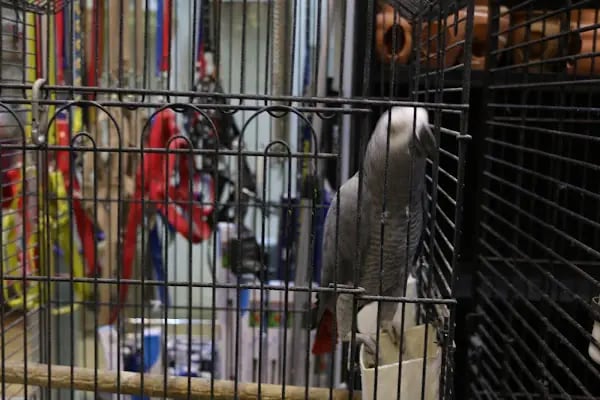 Kanka Pet Shop - Resim 14