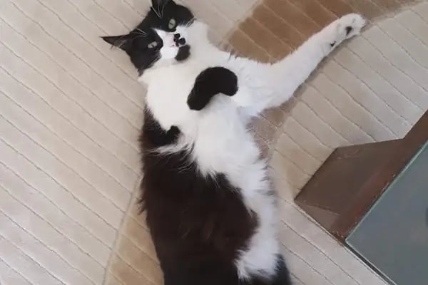 Ataköy Veteriner Polikliniği - Resim 2