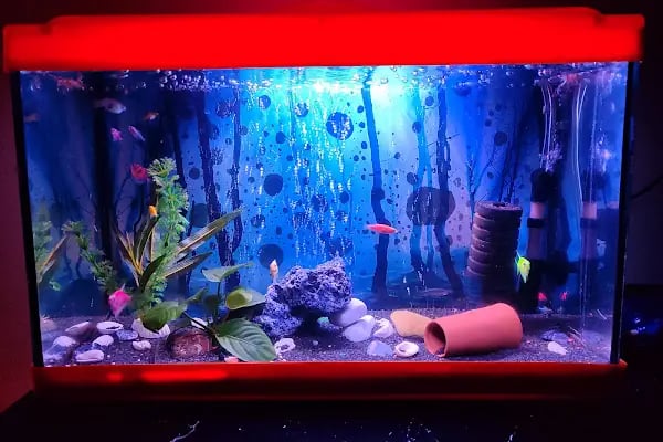 EYMEN PETSHOP AKVARYUM - Resim 6