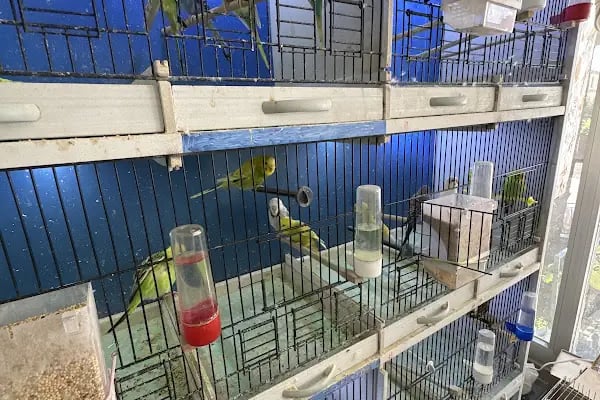 EYMEN PETSHOP AKVARYUM - Resim 19