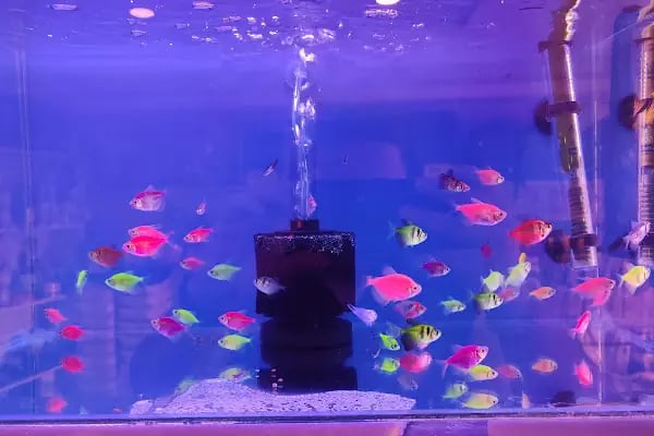 EYMEN PETSHOP AKVARYUM - Resim 3