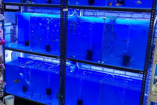 EYMEN PETSHOP AKVARYUM - Resim 7