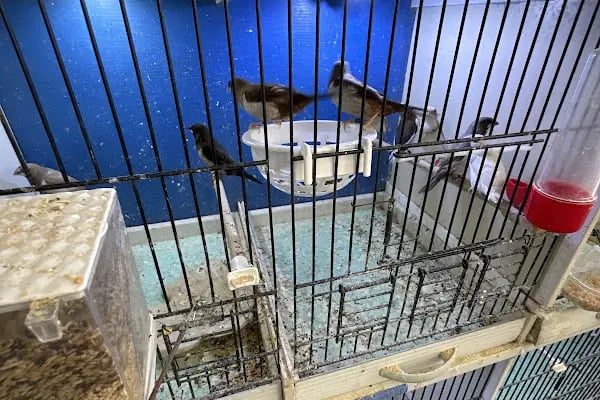 EYMEN PETSHOP AKVARYUM - Resim 4
