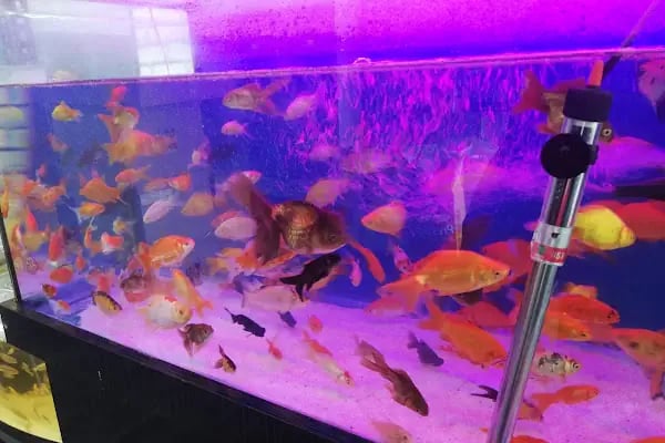 EYMEN PETSHOP AKVARYUM - Resim 9