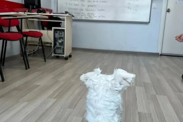 Just English Dil Okulları Beylikdüzü - Resim 12