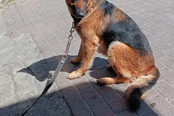 Güneşli Arkadaş Veteriner Kliniği - Resim 9