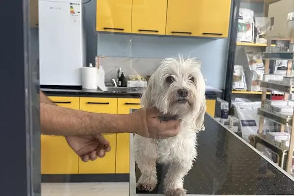 Güneşli Arkadaş Veteriner Kliniği - Resim 7