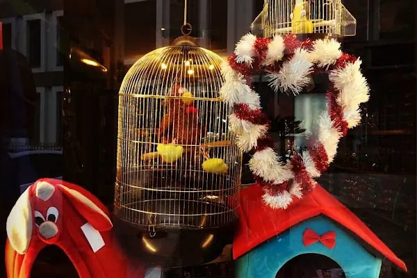 Yalıkavak Beykoz Pet Shop - Resim 8