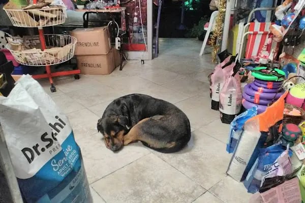 Yalıkavak Beykoz Pet Shop - Resim 13