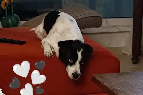 Yalıkavak Beykoz Pet Shop - Resim 14