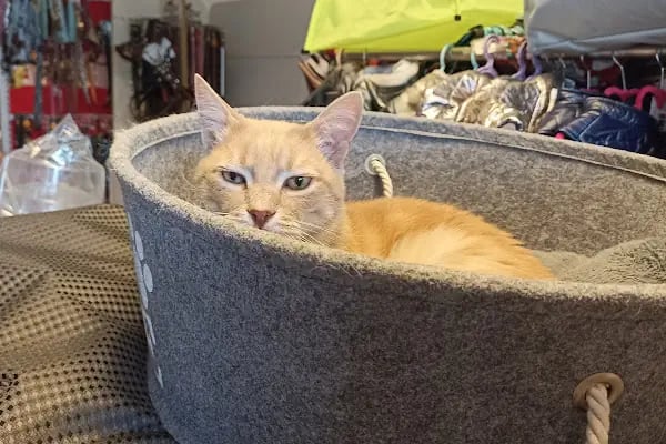 Yalıkavak Beykoz Pet Shop - Resim 4