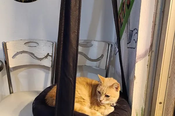 Yalıkavak Beykoz Pet Shop - Resim 16