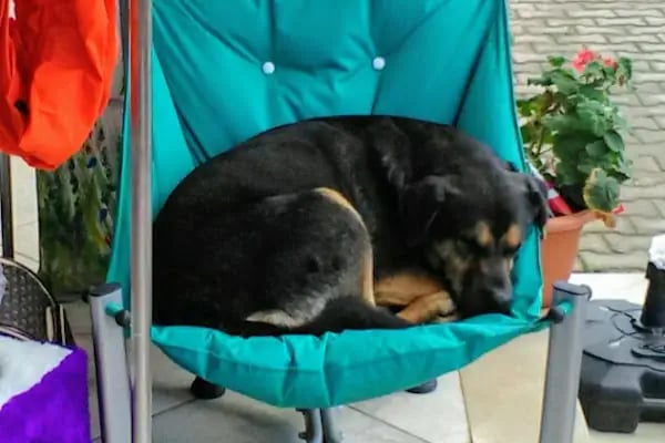 Yalıkavak Beykoz Pet Shop - Resim 10