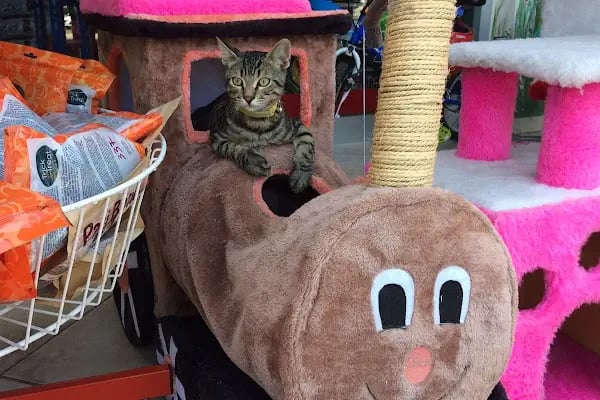 Yalıkavak Beykoz Pet Shop - Resim 17