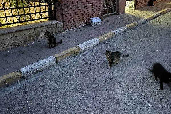 Burgazada Mahallesi Muhtarlığı - Resim 5