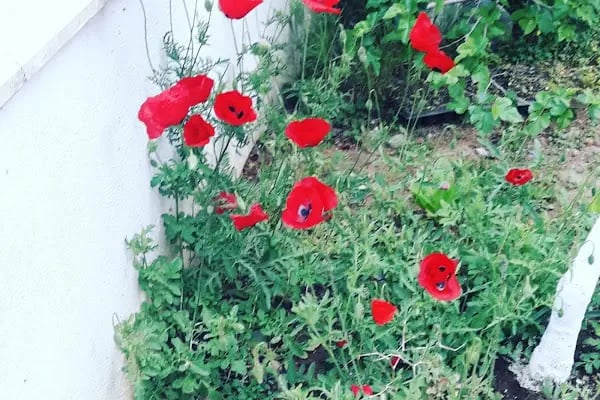 BODRUM FİZİK TEDAVİ REHABİLİTASYON ROMATİZMAL HASTALIKLAR SAĞLIK HİZMETLERİ - Resim 1