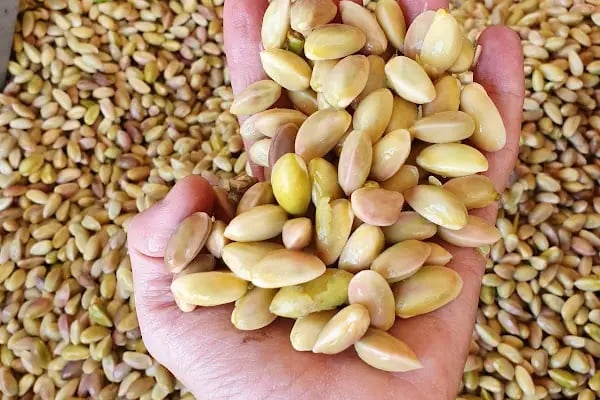 Sebat Fıstık Ticaret - Resim 4