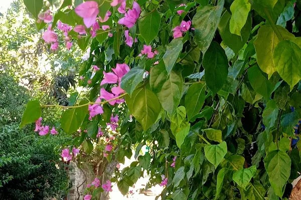 Deniz Hotel Yeni Foça - Resim 19