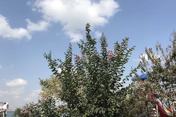 Palmiye Pansiyon - Resim 5