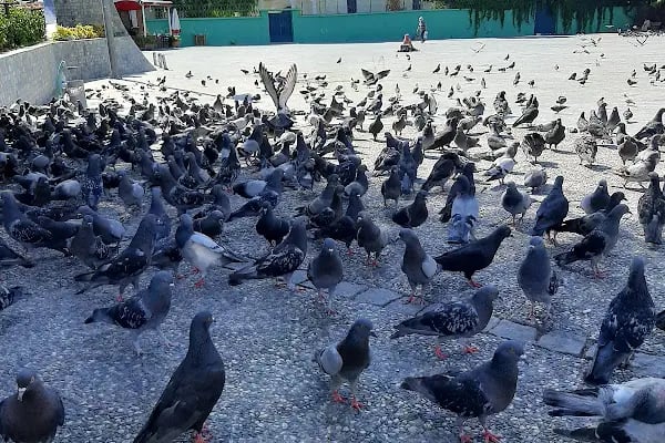 T.C. Bornova Hükümet Konağı - Resim 9
