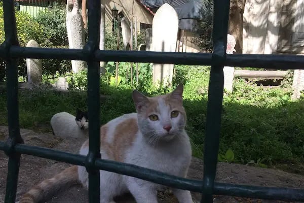 Keserci Baba Türbesi - Resim 8