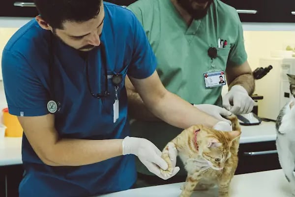 Bendis Veteriner Kliniği - Resim 11