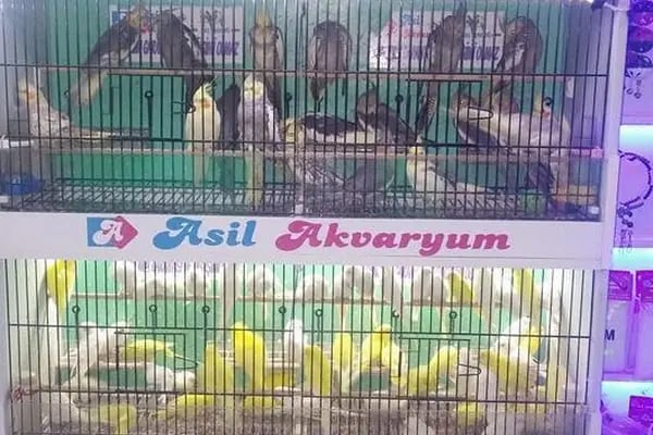 Asil Akvaryum - Resim 17