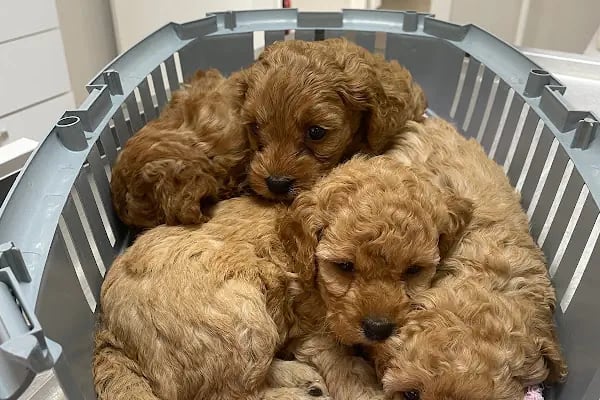 CATS n DOGS VETERİNER KLİNİĞİ - Resim 5