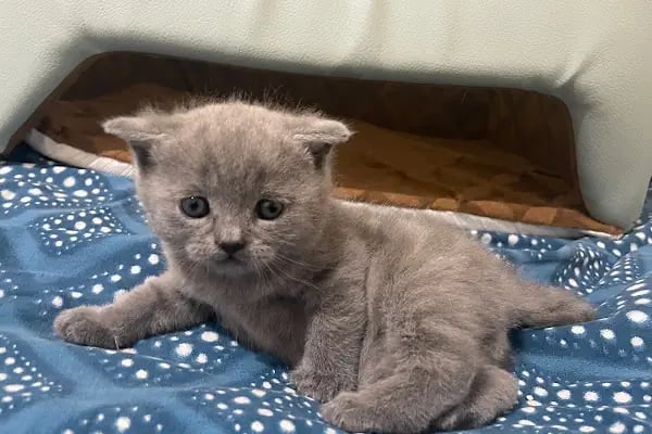 CATS n DOGS VETERİNER KLİNİĞİ - Resim 3