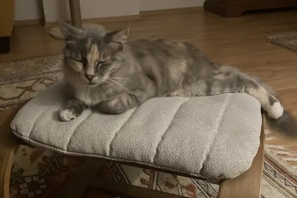 CATS n DOGS VETERİNER KLİNİĞİ - Resim 17