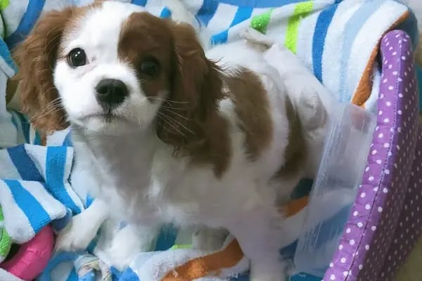 CATS n DOGS VETERİNER KLİNİĞİ - Resim 9