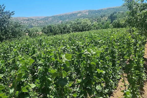 Kılıç Kasaplar Restourant - Resim 3