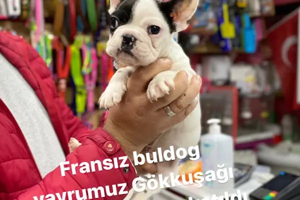 Gökkuşağı Petshop Çerkezköy - Resim 14