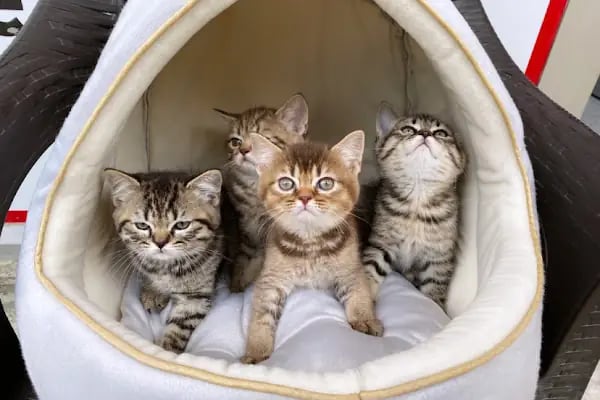 Gökkuşağı Petshop Çerkezköy - Resim 4