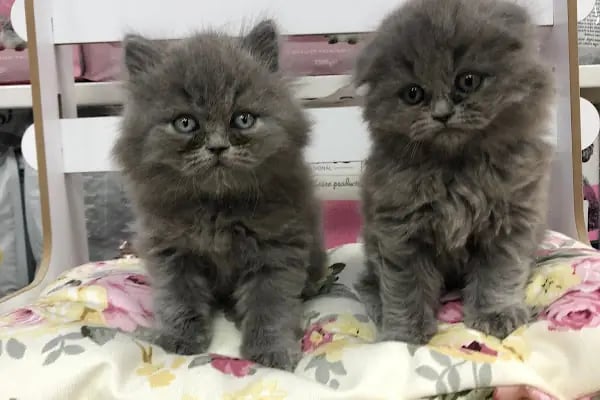 Gökkuşağı Petshop Çerkezköy - Resim 6