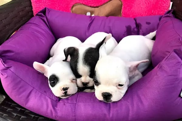 Gökkuşağı Petshop Çerkezköy - Resim 12