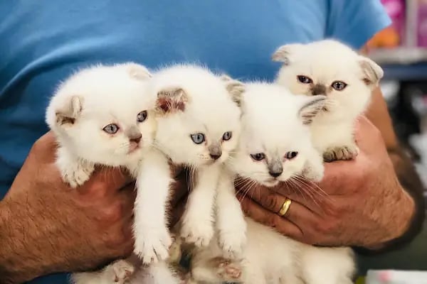 Gökkuşağı Petshop Çerkezköy - Resim 7