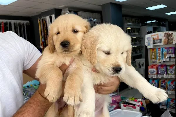 Gökkuşağı Petshop Çerkezköy - Resim 19