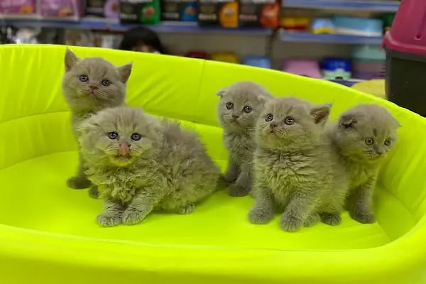 Gökkuşağı Petshop Çerkezköy - Resim 13