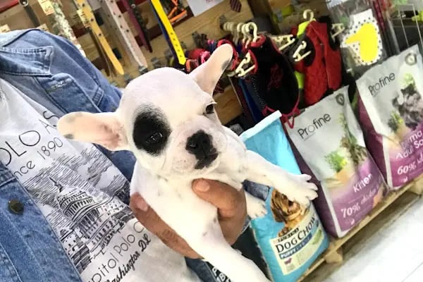 Gökkuşağı Petshop Çerkezköy - Resim 15