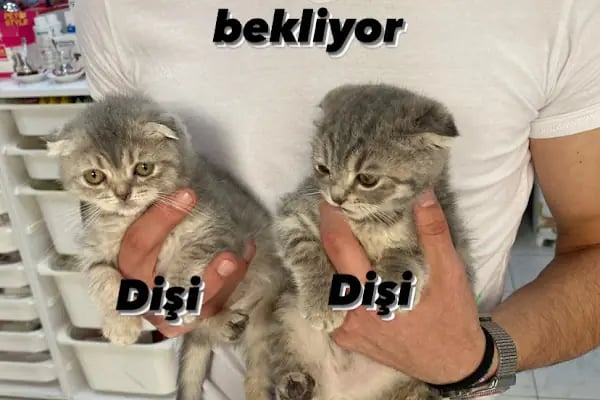Gökkuşağı Petshop Çerkezköy - Resim 5