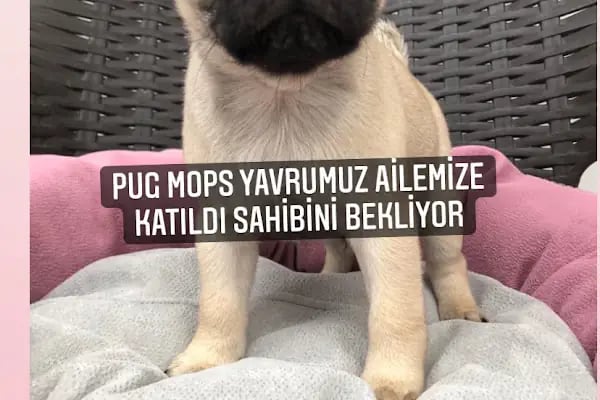 Gökkuşağı Petshop Çerkezköy - Resim 9
