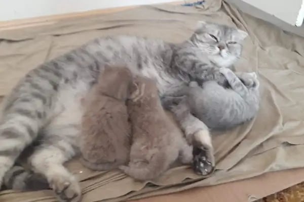 Gökkuşağı Petshop Çerkezköy - Resim 17