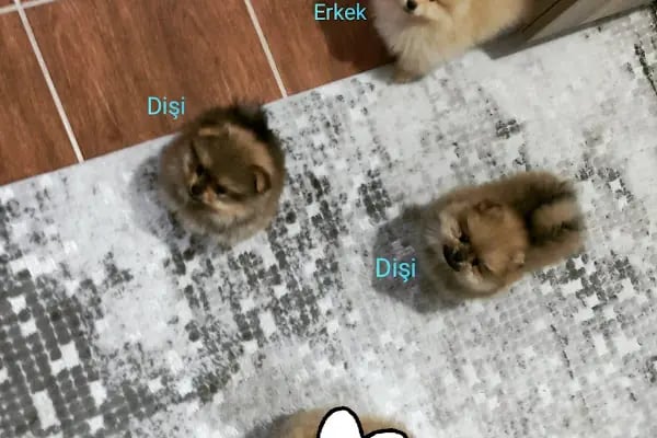 Gökkuşağı Petshop Çerkezköy - Resim 3