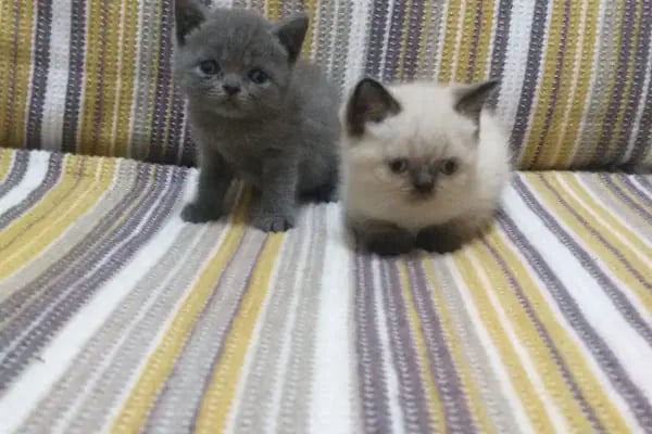 Gökkuşağı Petshop Çerkezköy - Resim 18