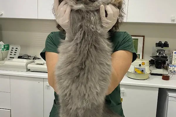 Ataşehir Botanik Veteriner Kliniği - Resim 3