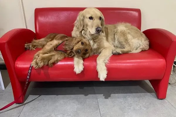 Ataşehir Botanik Veteriner Kliniği - Resim 12