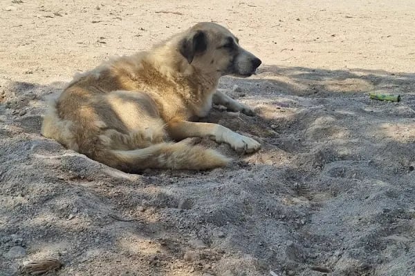 Özbek Akkum Plajı - Resim 17