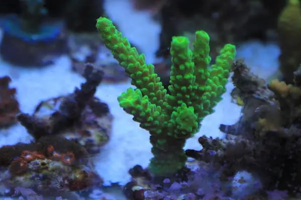 Tuğra Petshop Akvaryum - Resim 3