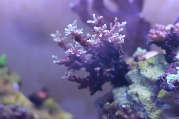 Tuğra Petshop Akvaryum - Resim 4